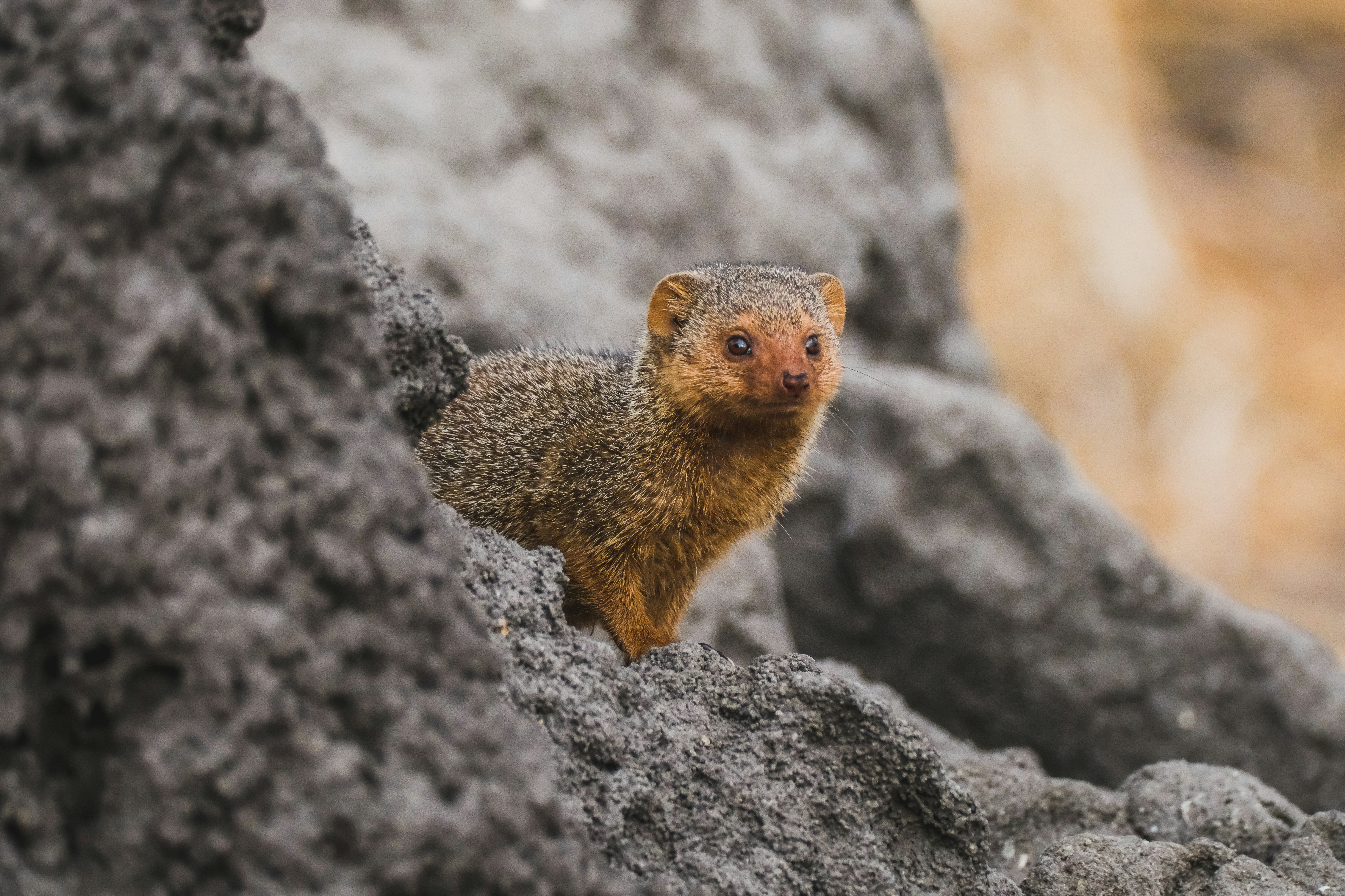 A little dwarf mongoose peeking out from behind a rock.