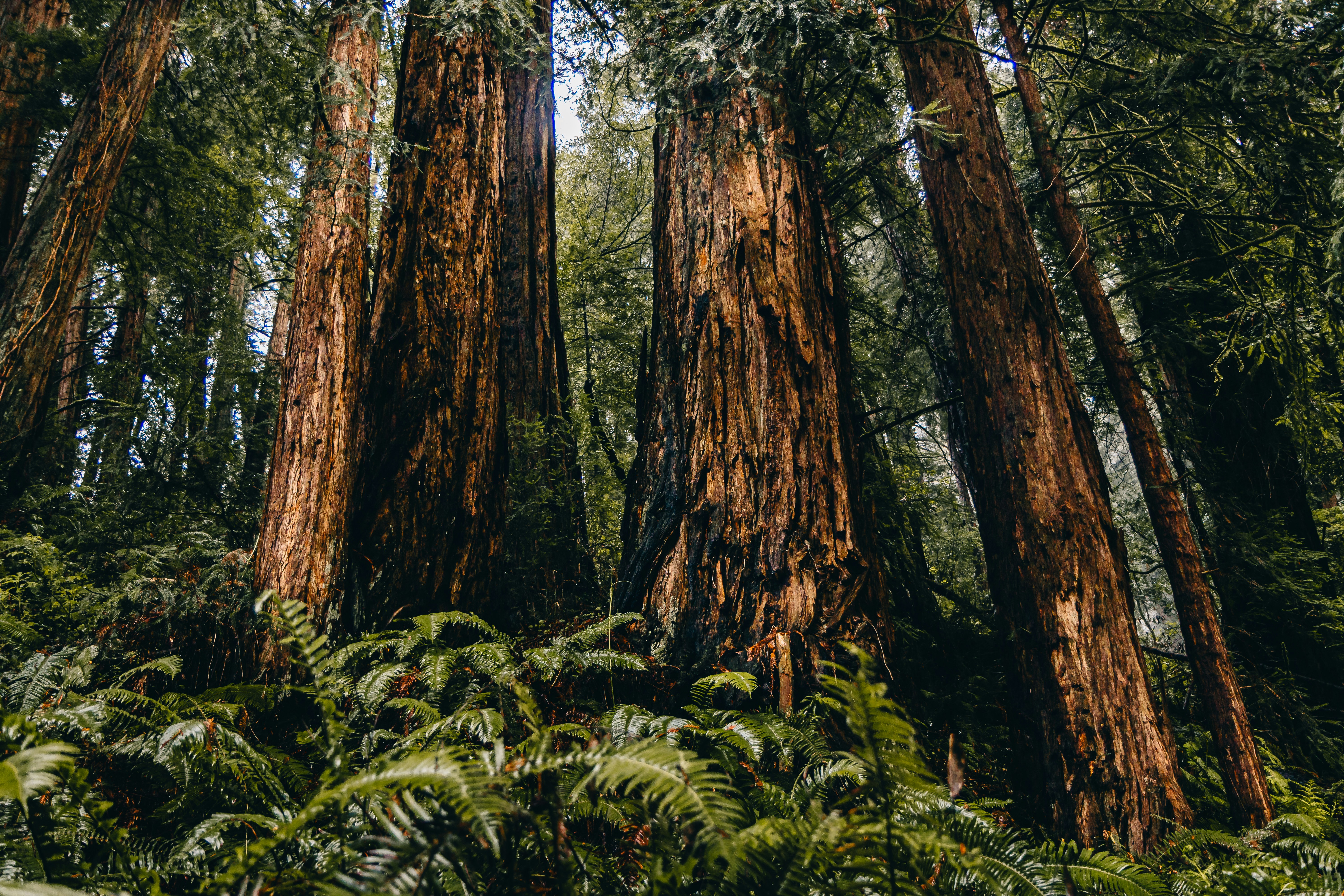 Redwood trees where Zootermopsis termites live; these termites inspired our model.