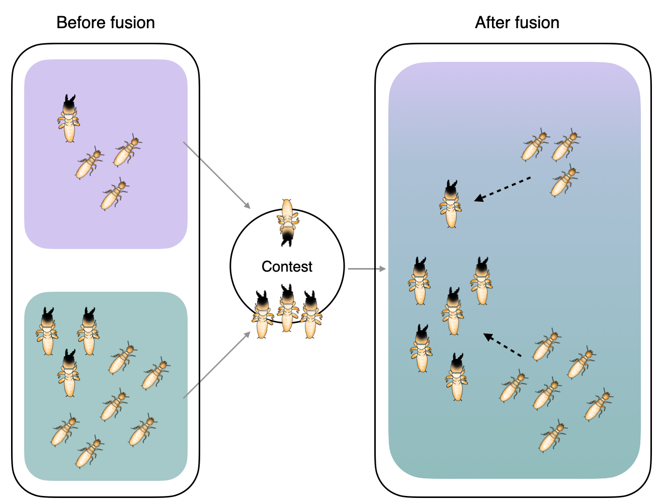 Schematic describing how the model works