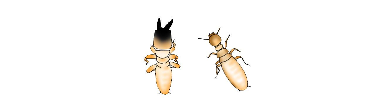 Illustration of a termite soldier and worker.